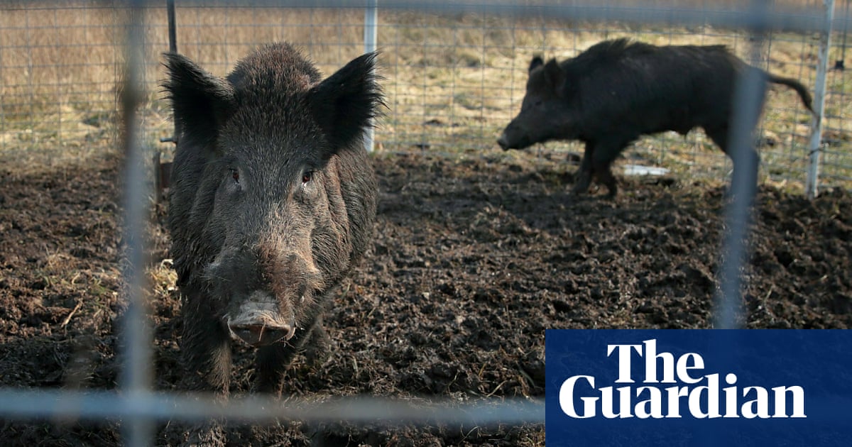 Incredibly intelligent, highly elusive: US faces new threat from Canadian super pig