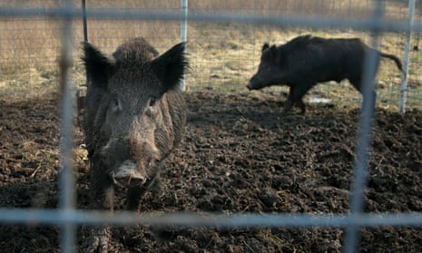 Two feral hogs are caught in a trap on a farm in rural Washington County, Missouri.