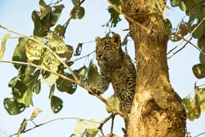 Um filhote de leopardo sobe em uma árvore para ter uma visão melhor no Parque Nacional de Ranthambore, Rajastão, Índia