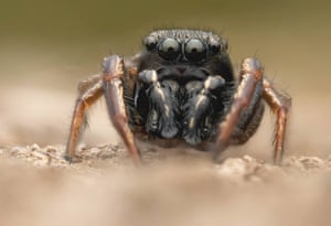 Uma pequena aranha saltadora de Joshua Garbutt ganhou o vice-campeonato do Small World no RSPCA Young Photographer Awards 2023