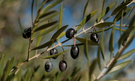 The Mediterranean diet in the study contained plenty of olive oil.