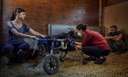 Juana the goat on a wheelchair at the Gaia animal sanctuary in Spain