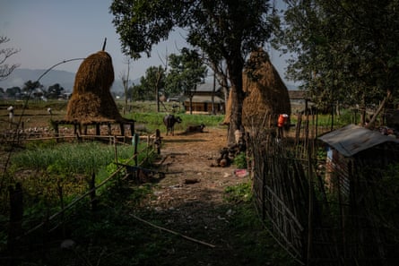 Large grassy structures either side of a path in a rural setting