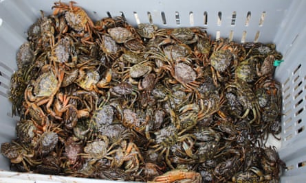 As the Gulf of Maine warms, the invasive green crab has destroyed habitats and the soft-shell clam population.