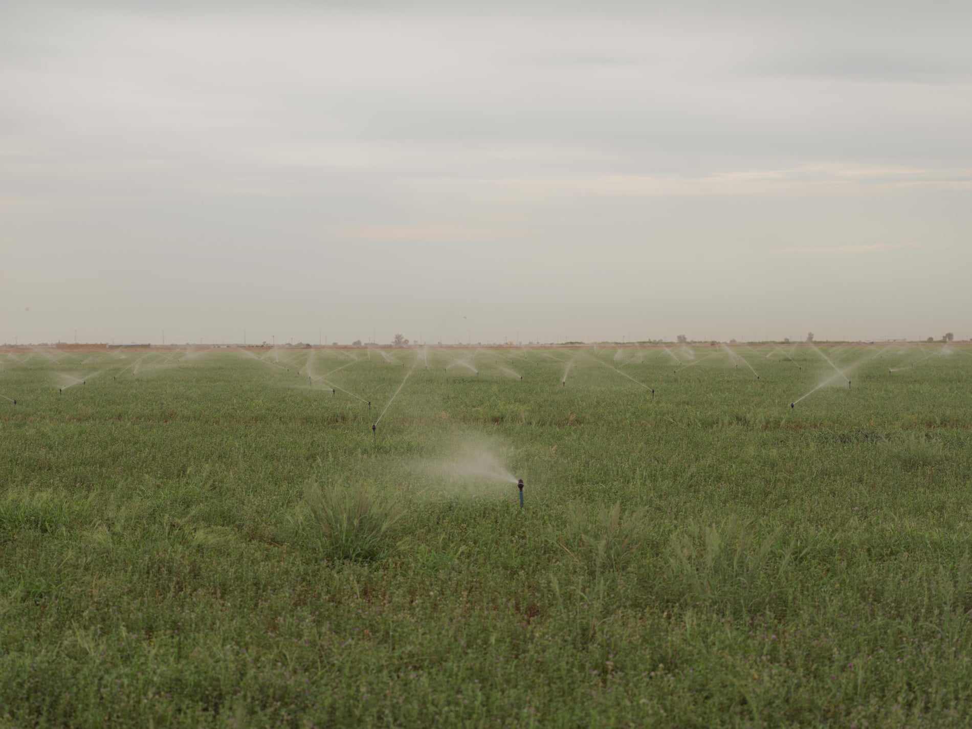 Sprinklers watering crops