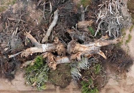 aerial view of downed cottonwood tree remnants on ground