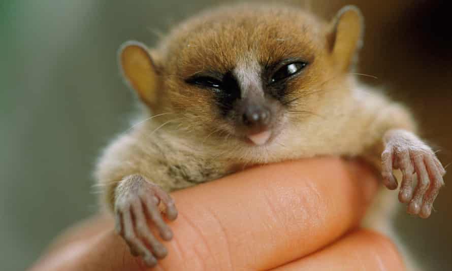 Berthe’s mouse lemur, the world’s smallest known primate, lives only in two small areas of dry forest in western Madagascar.