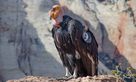 California condor chicks No 1,000 and 1,001 hatched in May this year, signalling a success for the species.