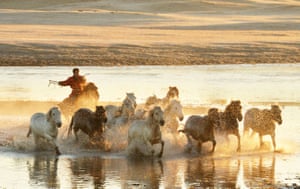 Horses gallop across Wulan Butong grassland in the Inner Mongolia Autonomous Region of Chifeng City, China
