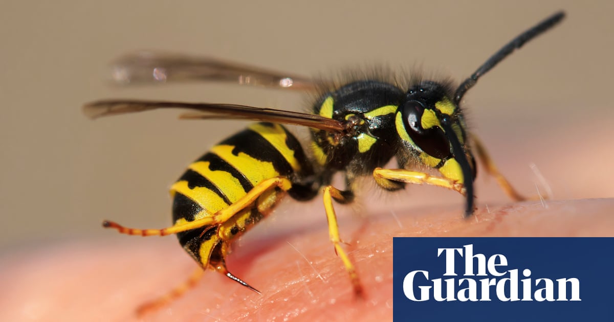 Keep Calm And Wear White How To Avoid Wasp Stings Environment