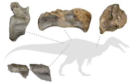 White Rock spinosaurid bone fragments.