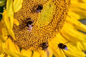 Busy bumblebees sit on a sunflower at a field in Frankfurt, Germany