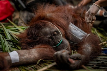 An adult female orangutan being treated by rescuers in Indonesia after rescue from forest fires.