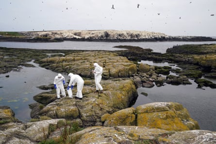 National Trust rangers clear dead birds on Staple Island.