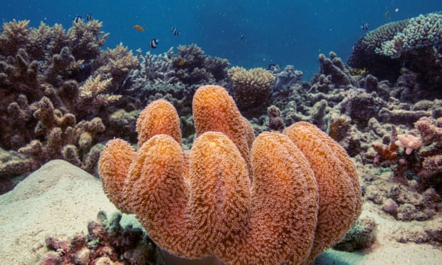 A colony of mushroom leather coral grows on the Great Barrier Reef