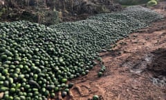 Tonnes of avocados have been dumped at a tip in Atherton in far north Queensland.