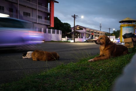 Un groupe de chiens errants surveille le trafic qui passe.