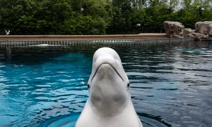 Five years, multiple deaths: what is happening at the home of the last captive whales in Canada? Five years, multiple deaths: what is happening at the home of the last captive whales in Canada?