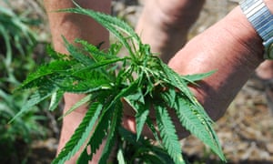 ‘There’s no reason Nebraska couldn’t be an absolute powerhouse in hemp production.’