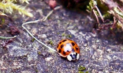 How Can I Help The Ladybirds Life And Style The Guardian