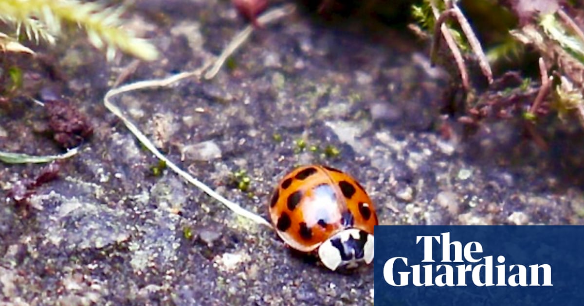 The Harlequin Ladybird Is A Clever Little Devil Insects The Guardian The Harlequin Ladybird Is A Clever Little Devil Insects The Guardian