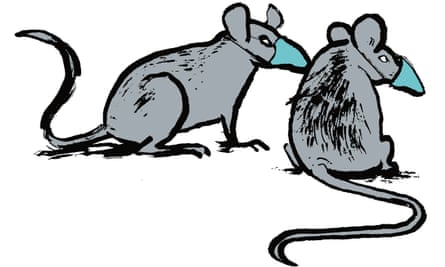 Illustration of two rats wearsing masks