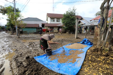 A resident dries rice that was damaged in a flood-affected village in the Meureudu area. qhiukiqrihkinv