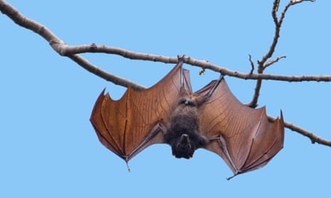 A bat
