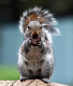 Um esquilo cinza come um brownie de chocolate depois de roubá-lo da bolsa de um fotógrafo do lado de fora da quadra da coroa de Southwark em Londres, Inglaterra