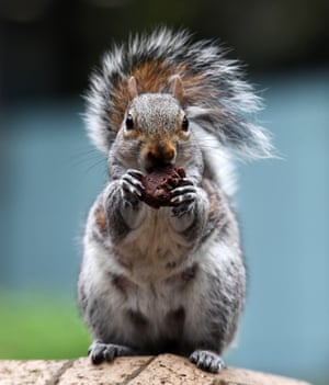 A grey squirrel eats a chocolate brownie after stealing it from a photographer’s bag outside Southwark crown court in London, England
