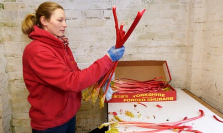 May the forced be with you: a woman packs up subtly flavoured, gorgeously colourful rhubarb at Tomlinson’s.