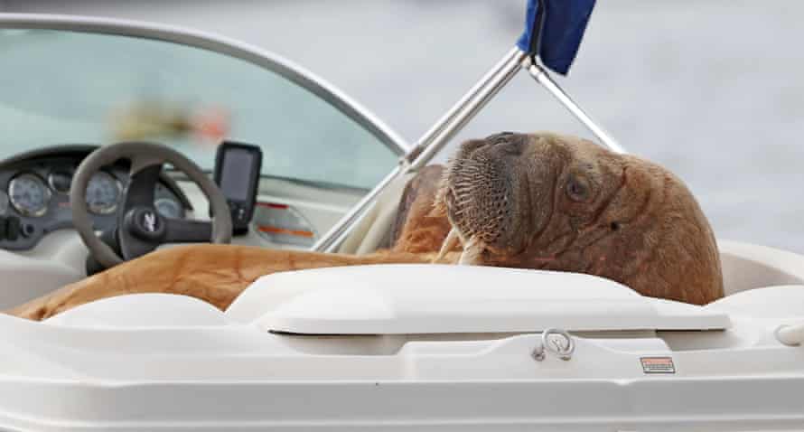 “Wally” the arctic walrus lounges in a speedboat at Crookhaven, County Cork.