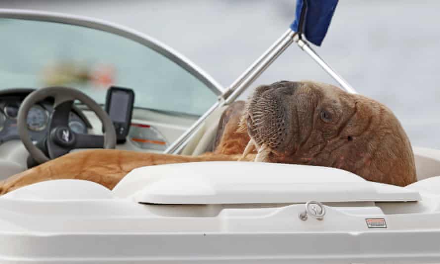 Wally the walrus lounges in a speedboat at Crookhaven, County Cork, Ireland, in August.