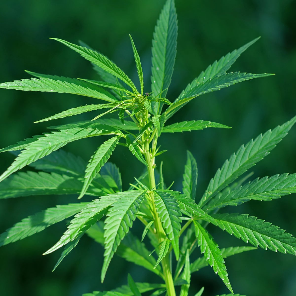 Buy Marijuana Online Australia