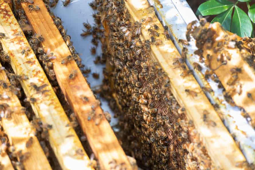 Varoa mite was detected at the Port of Newcastle on Friday, prompting NSW to issue an emergency order to restrict bee movements.