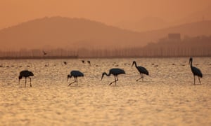 Cranes wandering in a pond at a wetland in Jiujiang, in China’s central Jiangxi province.