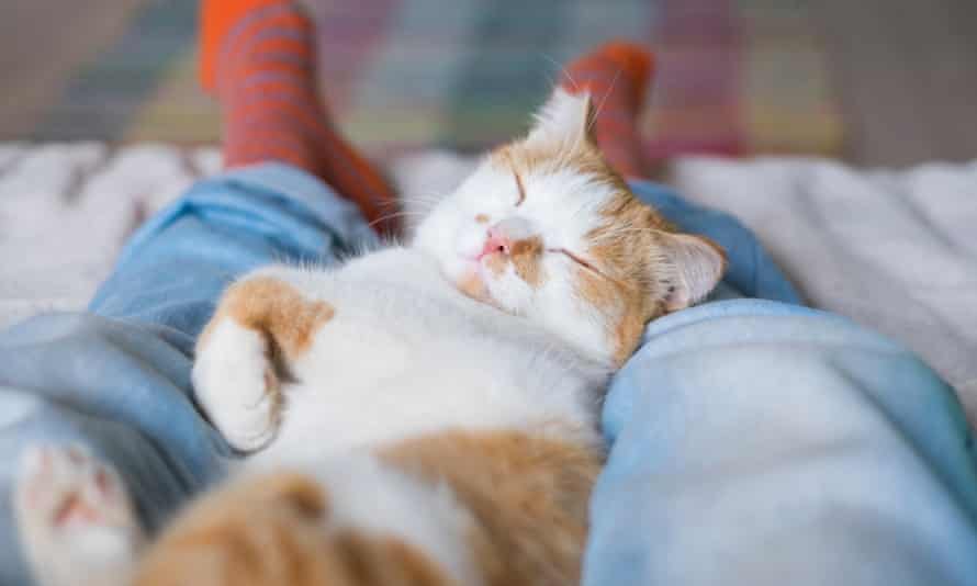 cat asleep on owner's lap