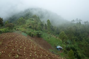 A farm in Cipaganti, Garut, Java, Indonesia.