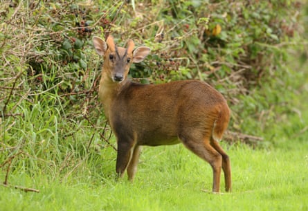 A young reddish-brown male muntjac stands by brambles with blackberries in a woodland clearing.