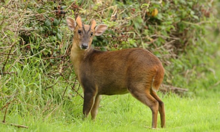 A muntjac deer, which causes damage to woodlands.