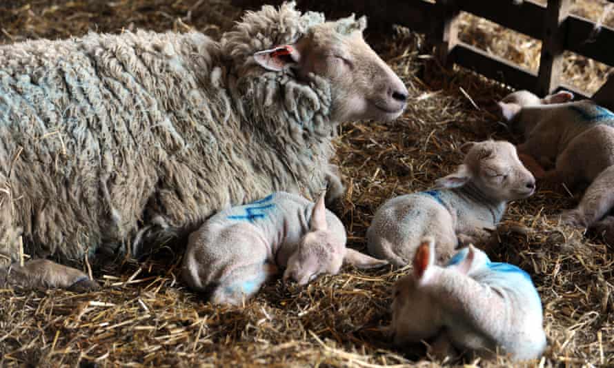 Ewe with four tiny lambs