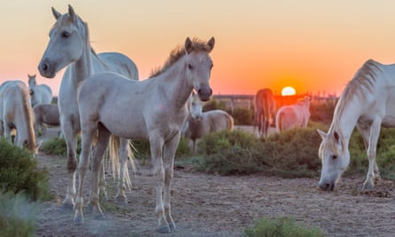 Herd of Camargue horses at Sunrise, Saintes-Maries-de-la-Mer, Parc naturel régional de Camargue, Languedoc Roussillon, France