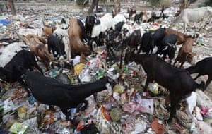 Animals sift through rubbish in New Delhi, India. Figures show India has the world’s 14 most plastic-polluted cities.