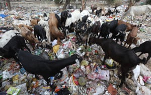 Animals sift through rubbish in New Delhi, India. Figures show India has the world’s 14 most plastic-polluted cities.