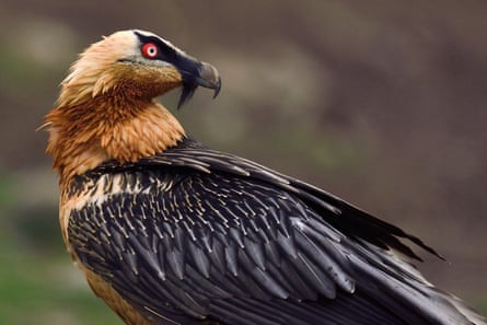 A large bird of prey with a tuft of black feathers under its beak like a beard