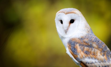 A barn owl.