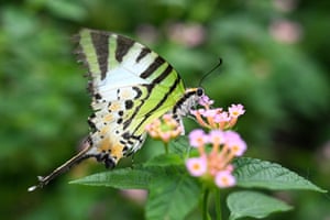 A swallowtail butterfly sits on a blooming flower inside a butterfly garden at the Benjakitti park in Bangkok