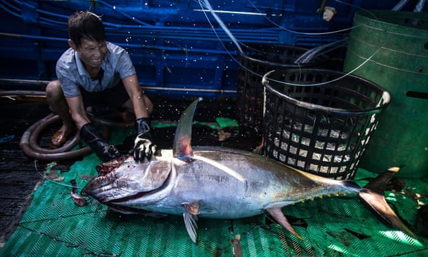 The central and western Pacific is a rich fishing ground, providing an estimated 60% of the world’s tuna catch for a $7bn annual global market.