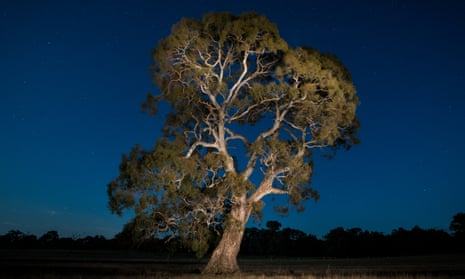 Huge tree against a dark blue sky