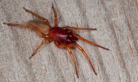 A woodlouse spider.
